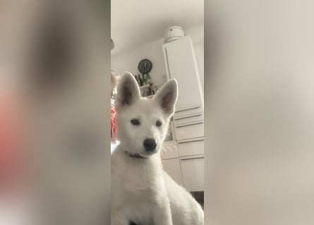Weiße Schweizer Schäferhund Hündinnen