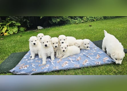 Weißer Schweizer Schäferhund / Welpen / Berger Blanc Suisse / puppies with FCI pedigree