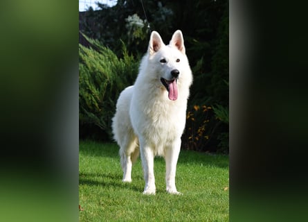 Weißer Schweizer Schäferhund -  Deckrüden  - with FCI pedigree