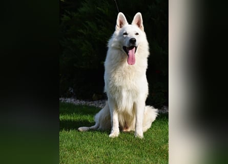 Weißer Schweizer Schäferhund -  Deckrüden  - with FCI pedigree
