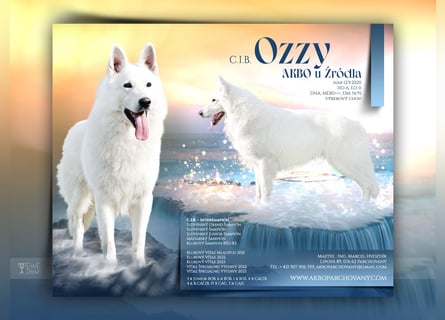 Weißer Schweizer Schäferhund -  Deckrüden  - with FCI pedigree