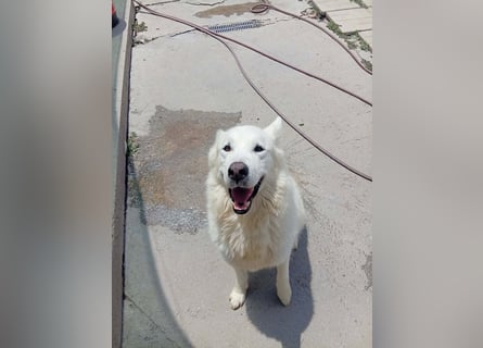 Alakai sucht seine Familie