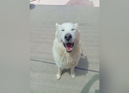 Alakai sucht seine Familie