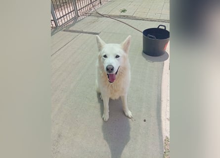 Alakai sucht seine Familie
