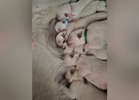 Weißer Schweizer Schäferhund FCI