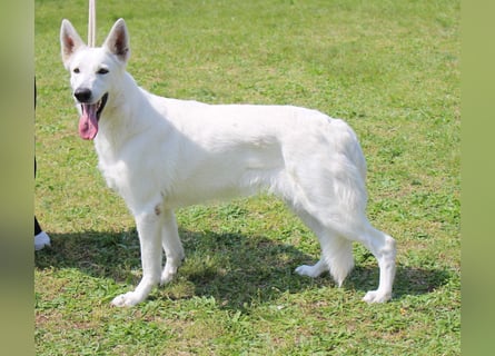 Weißer Schweizer Schäferhund FCI