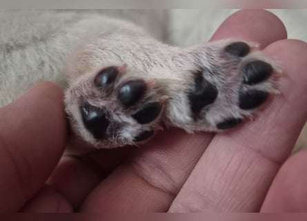 Weißer Schweizer Schäferhund FCI