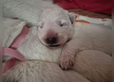 Weißer Schweizer Schäferhund FCI