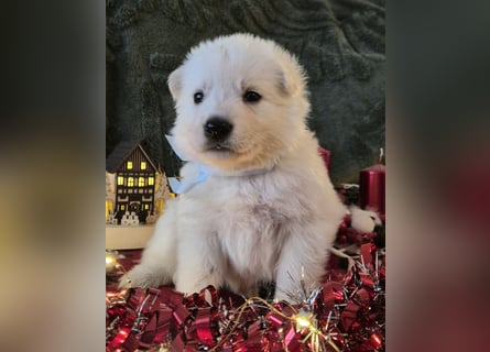 Weißer Schweizer Schäferhund FCI