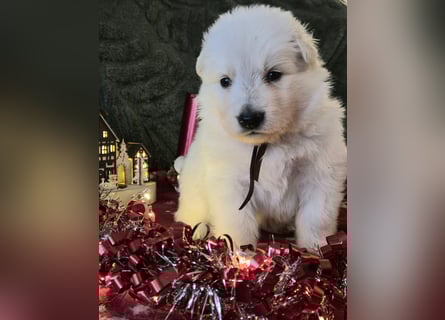 Weißer Schweizer Schäferhund FCI