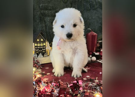 Weißer Schweizer Schäferhund FCI