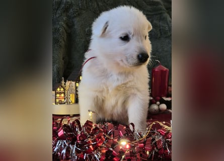 Weißer Schweizer Schäferhund FCI