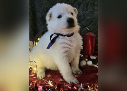 Weißer Schweizer Schäferhund FCI