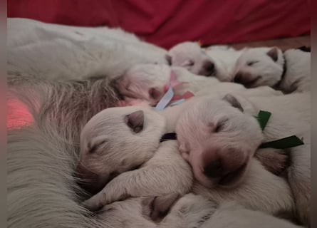 Weißer Schweizer Schäferhund FCI