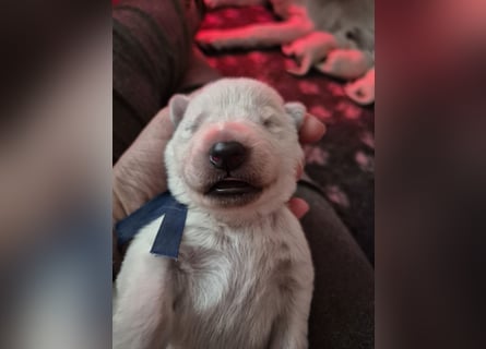 Weißer Schweizer Schäferhund FCI