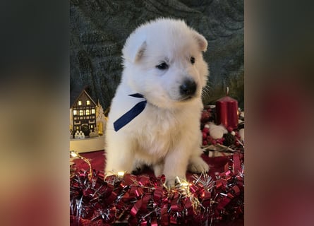 Weißer Schweizer Schäferhund FCI