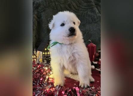 Weißer Schweizer Schäferhund FCI