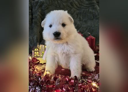 Weißer Schweizer Schäferhund FCI