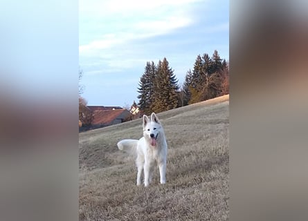 Begleiter für's Leben