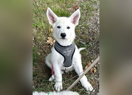 Wurfplanung Yona-Luna vom Niehuser See