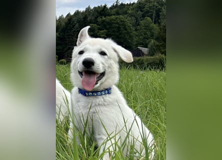 Wurfplanung Yona-Luna vom Niehuser See