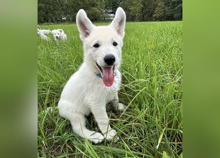 Wurfplanung Yona-Luna vom Niehuser See