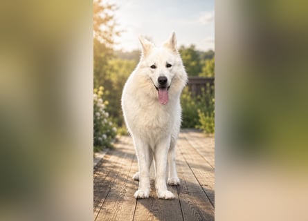 Deckmeldung Yona-Luna vom Niehuser See mit Boone Kiba vom Heidestein