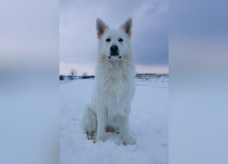 Deckmeldung Yona-Luna vom Niehuser See mit Boone Kiba vom Heidestein