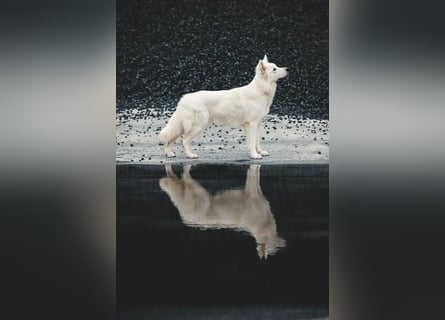Deckmeldung Yona-Luna vom Niehuser See mit Boone Kiba vom Heidestein