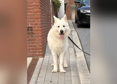 Deckmeldung Yona-Luna vom Niehuser See mit Boone Kiba vom Heidestein
