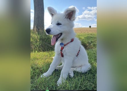 Wurfplanung Yona-Luna vom Niehuser See