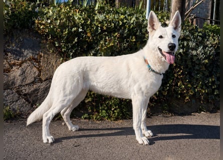 Wurfplanung Yona-Luna vom Niehuser See