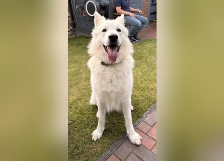 Deckmeldung Yona-Luna vom Niehuser See mit Boone Kiba vom Heidestein