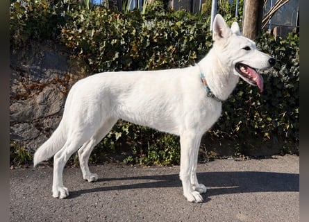 Wurfplanung Yona-Luna vom Niehuser See