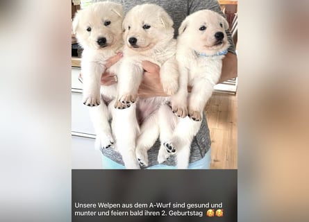 Wurfplanung Yona-Luna vom Niehuser See