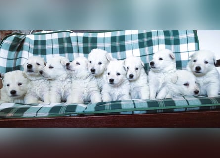 Weißer Schweizer Schäferhund / Welpen / Berger Blanc Suisse / puppies with FCI pedigree