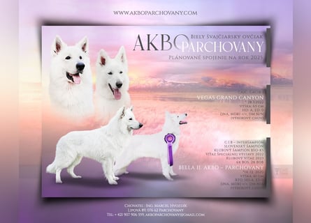 Weißer Schweizer Schäferhund / Welpen / Berger Blanc Suisse / puppies with FCI pedigree