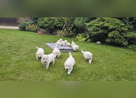 Weißer Schweizer Schäferhund / Welpen / Berger Blanc Suisse / puppies with FCI pedigree
