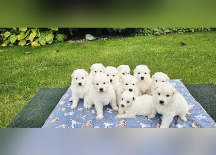 Weißer Schweizer Schäferhund / Welpen / Berger Blanc Suisse / puppies with FCI pedigree