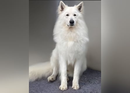 Weißer Schweizer Schäferhund / Welpen / Berger Blanc Suisse / puppies with FCI pedigree