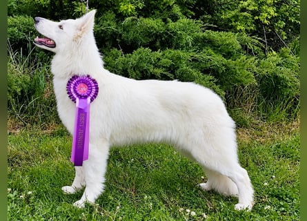 Weißer Schweizer Schäferhund – Welpen mit FCI-Ahnentafel