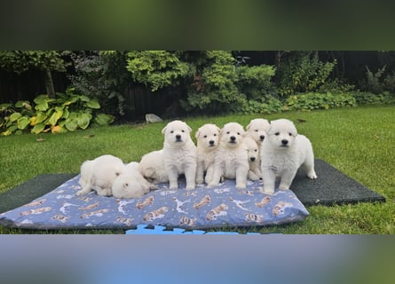 Weißer Schweizer Schäferhund / Welpen / Berger Blanc Suisse / puppies with FCI pedigree