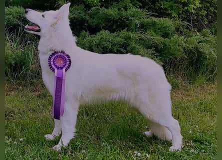 Weißer Schweizer Schäferhund / Welpen / Berger Blanc Suisse / puppies with FCI pedigree