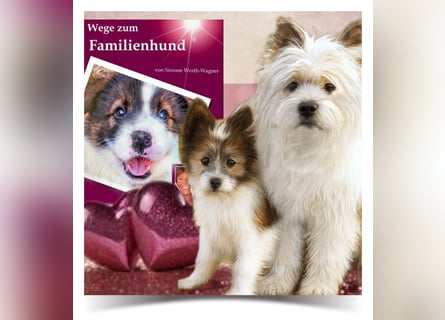 Welpe, Hund, Mischling, Rasse - Erziehung zum Familienhund - einfach gemacht