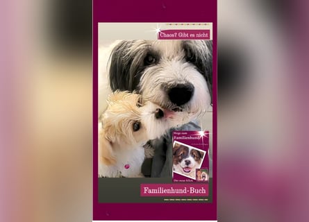 Welpe, Hund, Mischling, Rasse - Erziehung zum Familienhund - einfach gemacht