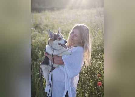 Wurfankündigung Welsh Corgi Pembroke