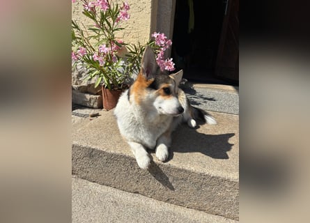 Wurfankündigung Welsh Corgi Pembroke