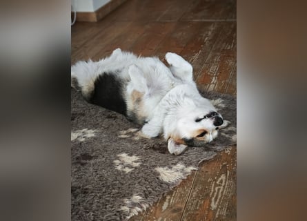 Wurfankündigung Welsh Corgi Pembroke