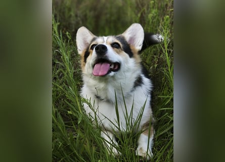 Wurfankündigung Welsh Corgi Pembroke