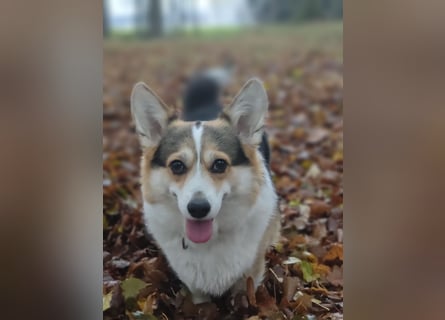 Wurfankündigung Welsh Corgi Pembroke